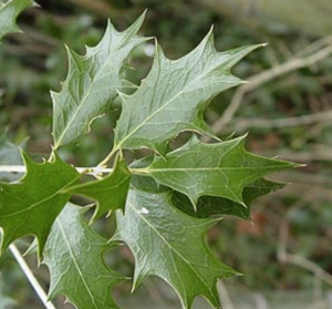 クリスマスに飾られる植物の名前を調査 飾りの意味も解説 はてなスッキリ