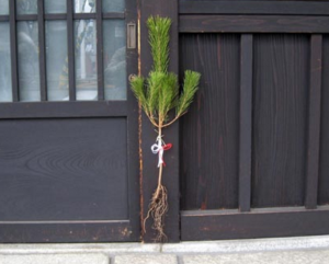 お正月に飾る松にはどんな種類があるの はてなスッキリ