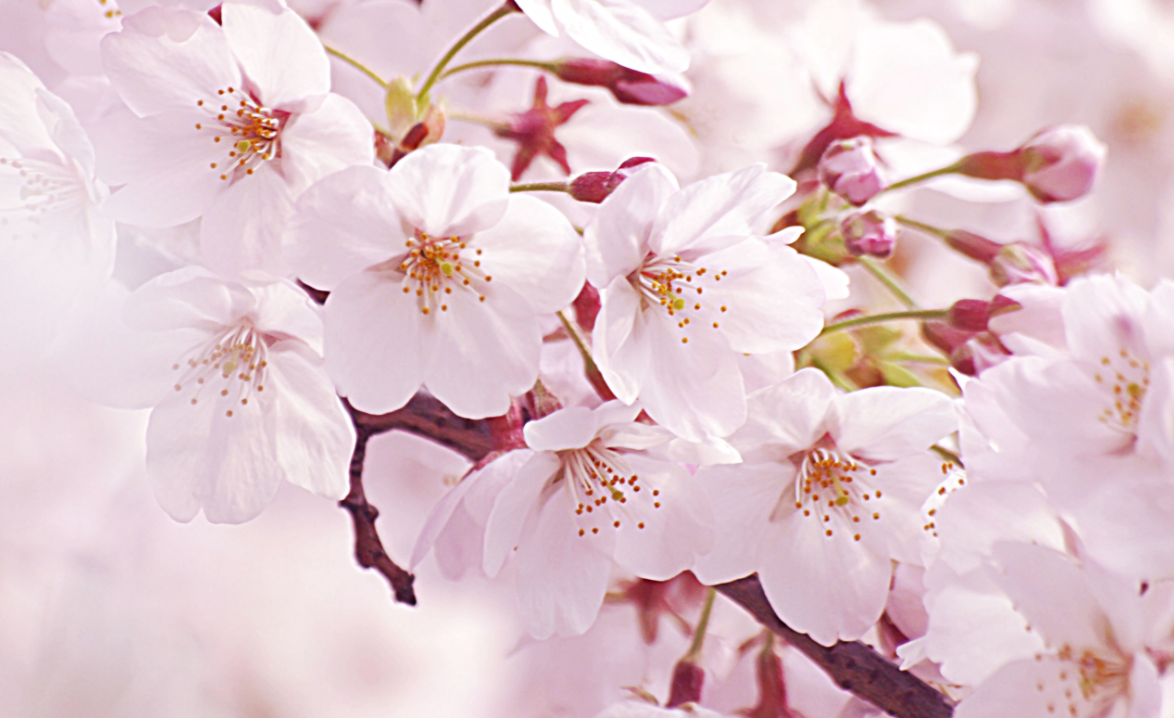 3月27日は桜の日！きれいな桜には秘密がいっぱい！ | はてなスッキリ