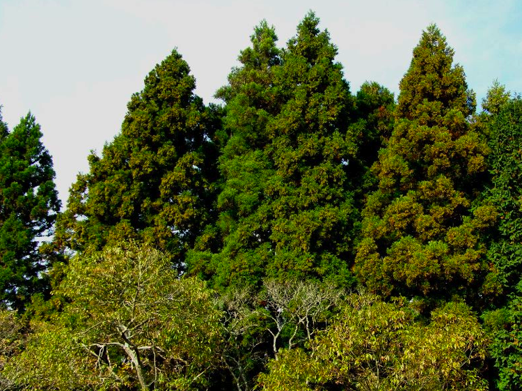 なぜ 植える 杉 日本の三大美林をご存知ですか？