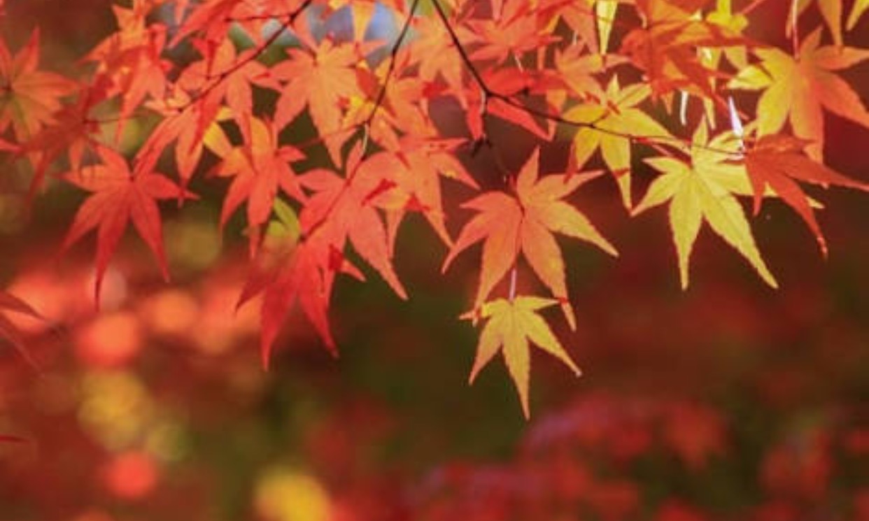 紅葉に種類ってあるの 名前があるのかについてもご紹介します はてなスッキリ 紅葉に種類ってあるの 名前があるのかについてもご紹介します はてなスッキリ
