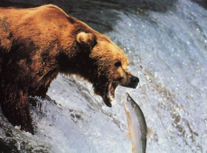 熊は鮭の皮しか食べない 本当に身を捨ててしまうのか調査 はてなスッキリ