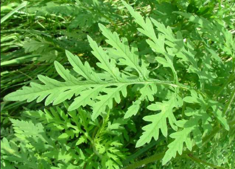ブタクサの名前の由来や花粉について調査!花粉症の原因になるって本当? | はてなスッキリ