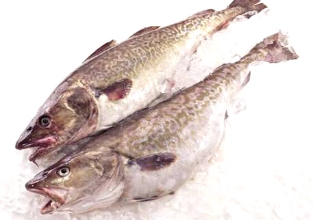 白身魚ってどんな種類があるの？フライに使われているのは何？ | はてなスッキリ