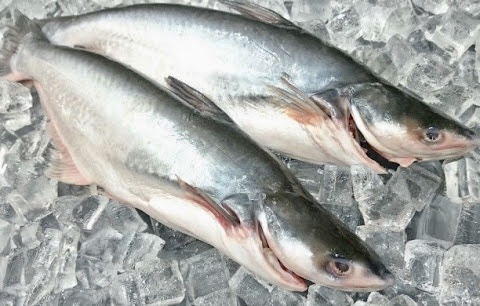 白身魚ってどんな種類があるの？フライに使われているのは何？ | はてなスッキリ