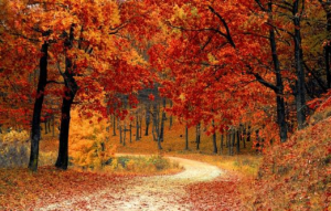 の 表現 秋 訪れ 秋を表す言葉100選！始まりや終わりを連想・表現する単語や季語は？