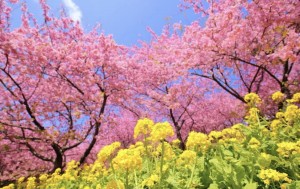 春が好きな理由は 日本人は春が好き はてなスッキリ