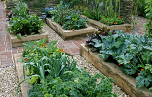 夏に家で育てる野菜はこれ この夏は家庭菜園に挑戦しよう はてなスッキリ