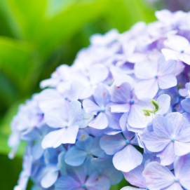 紫陽花の色に違いが出る理由とは ポイントは土にあった はてなスッキリ