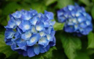 紫陽花と雨の関係性とは 紫陽花の種類についても紹介 はてなスッキリ